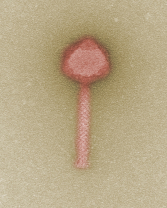 Phage Pseudomonas aeruginosa